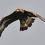 Golden Eagle  Aquila chrysaetos"